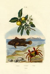 Guayaba